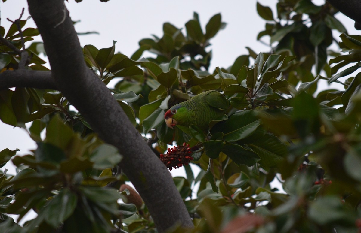 Amazona Tamaulipeca - ML647355145