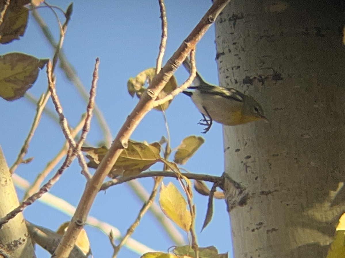 Очковая древесница - ML647355150