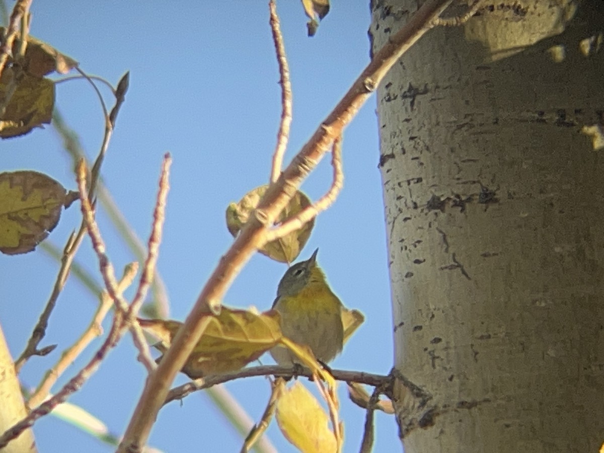 Очковая древесница - ML647355151