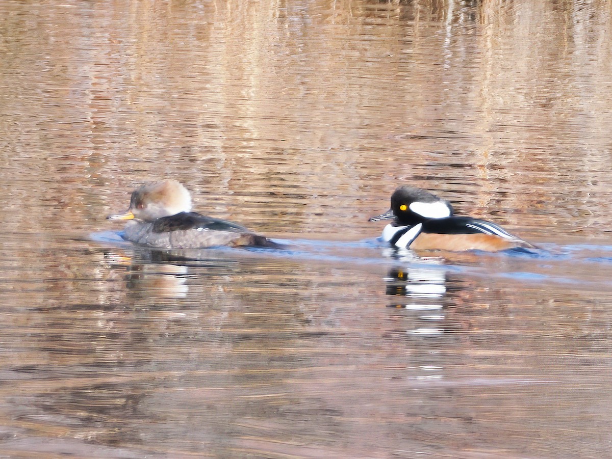 מרגון מקושט - ML647355177