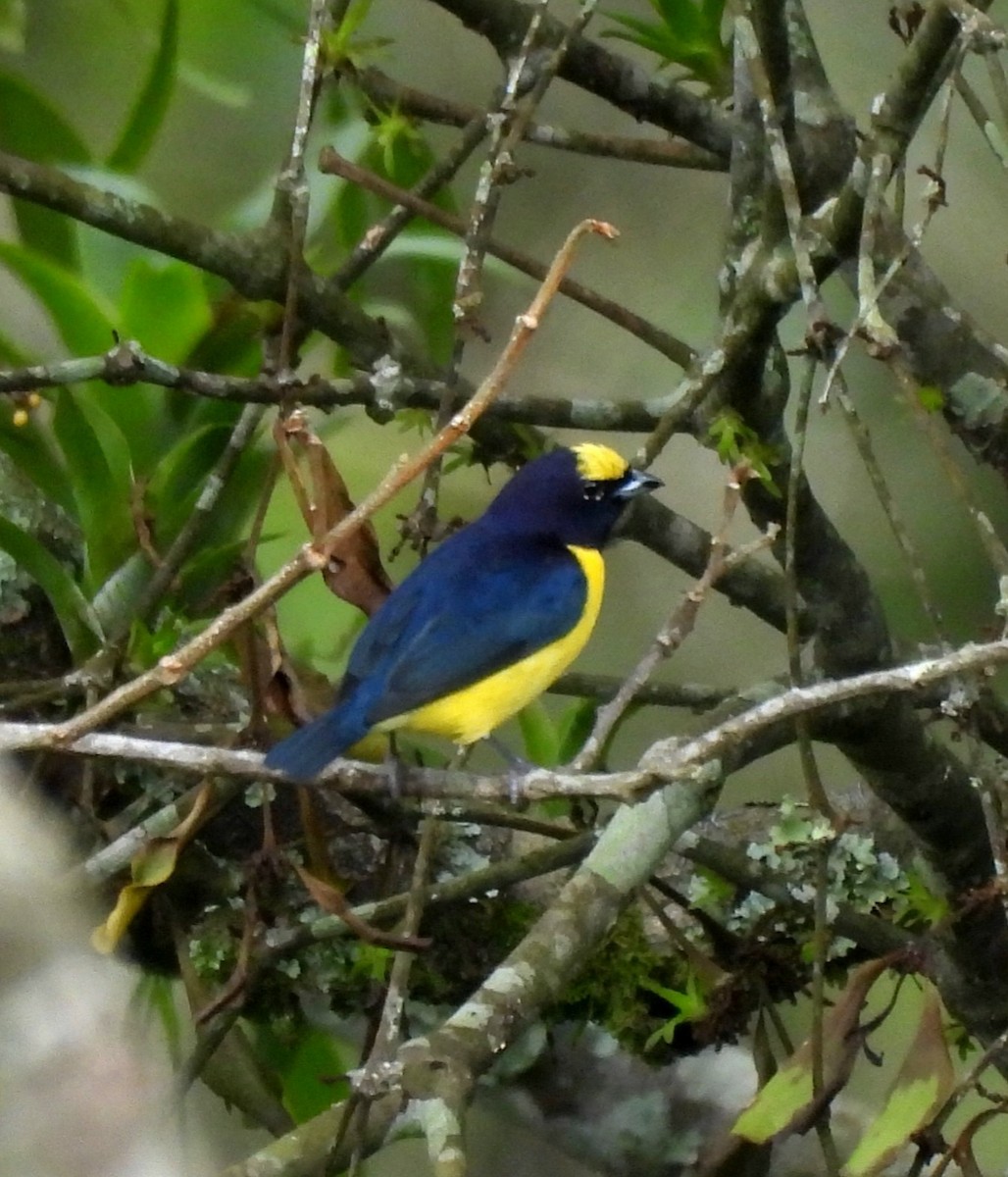 Yellow-throated Euphonia - ML647355181