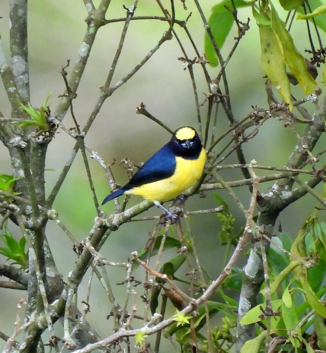Yellow-throated Euphonia - ML647355182