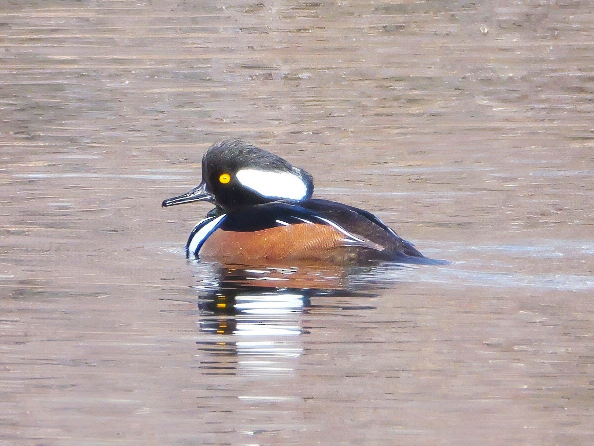 מרגון מקושט - ML647355183
