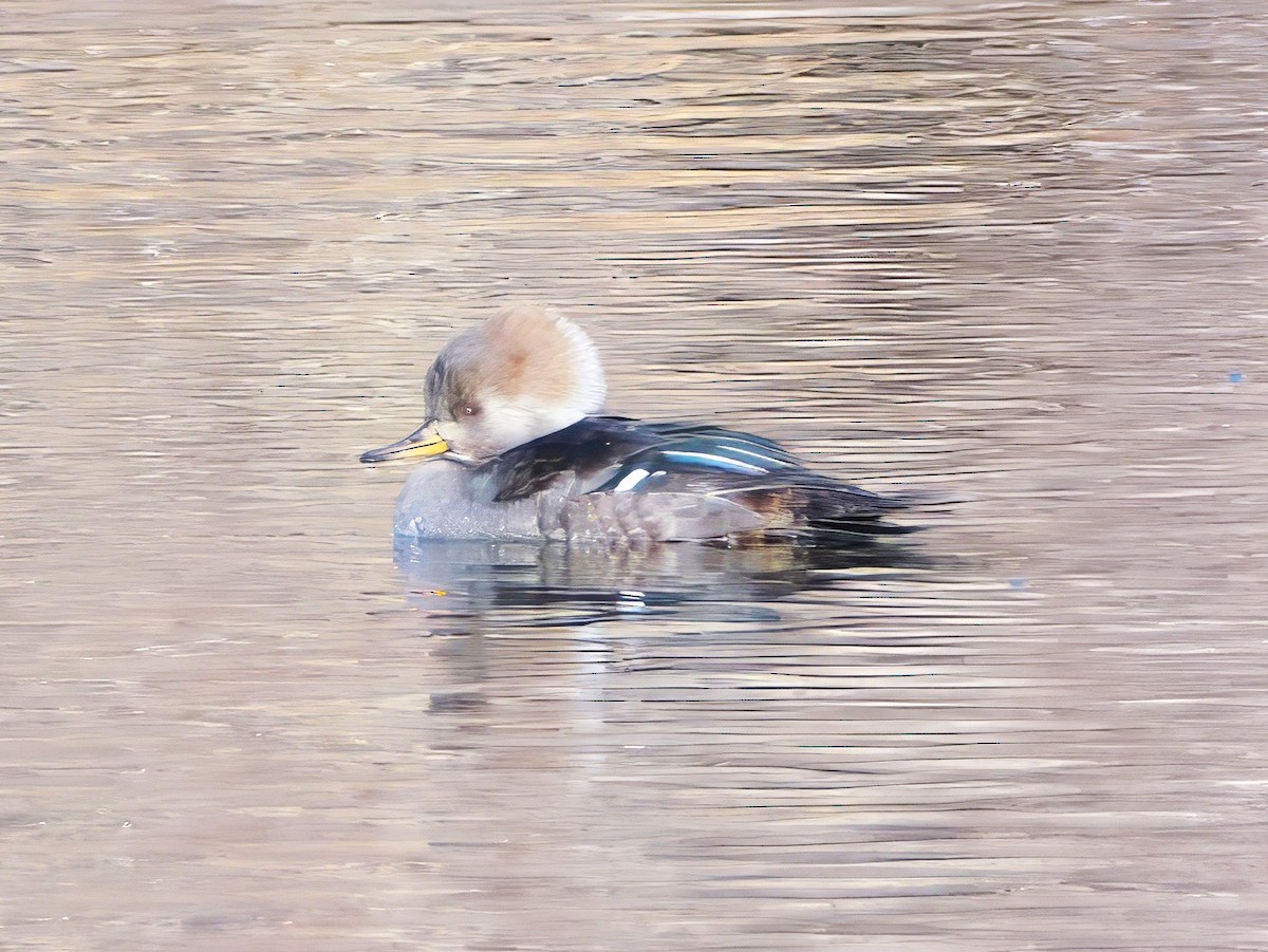 מרגון מקושט - ML647355188
