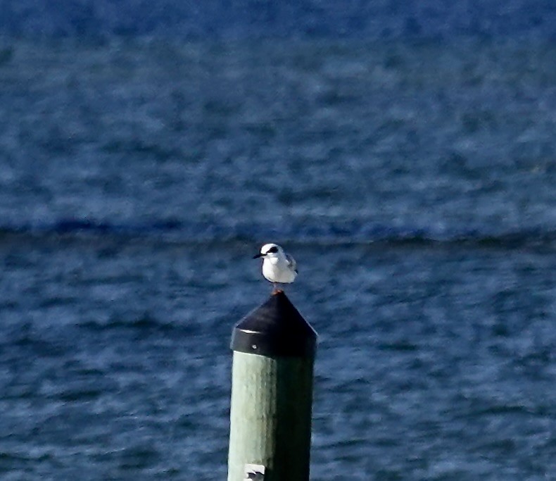Forster's Tern - ML647355190