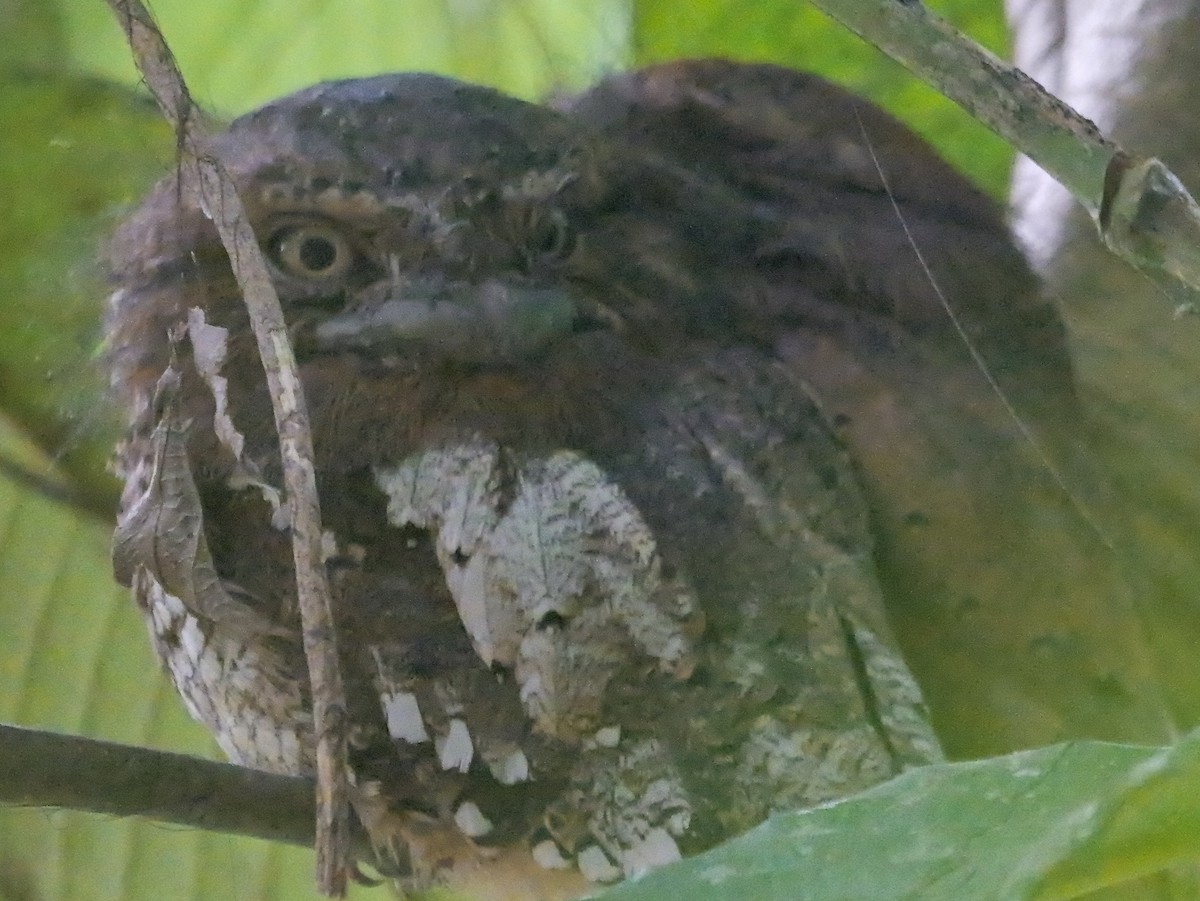 singaleserfroskemunn - ML647355192