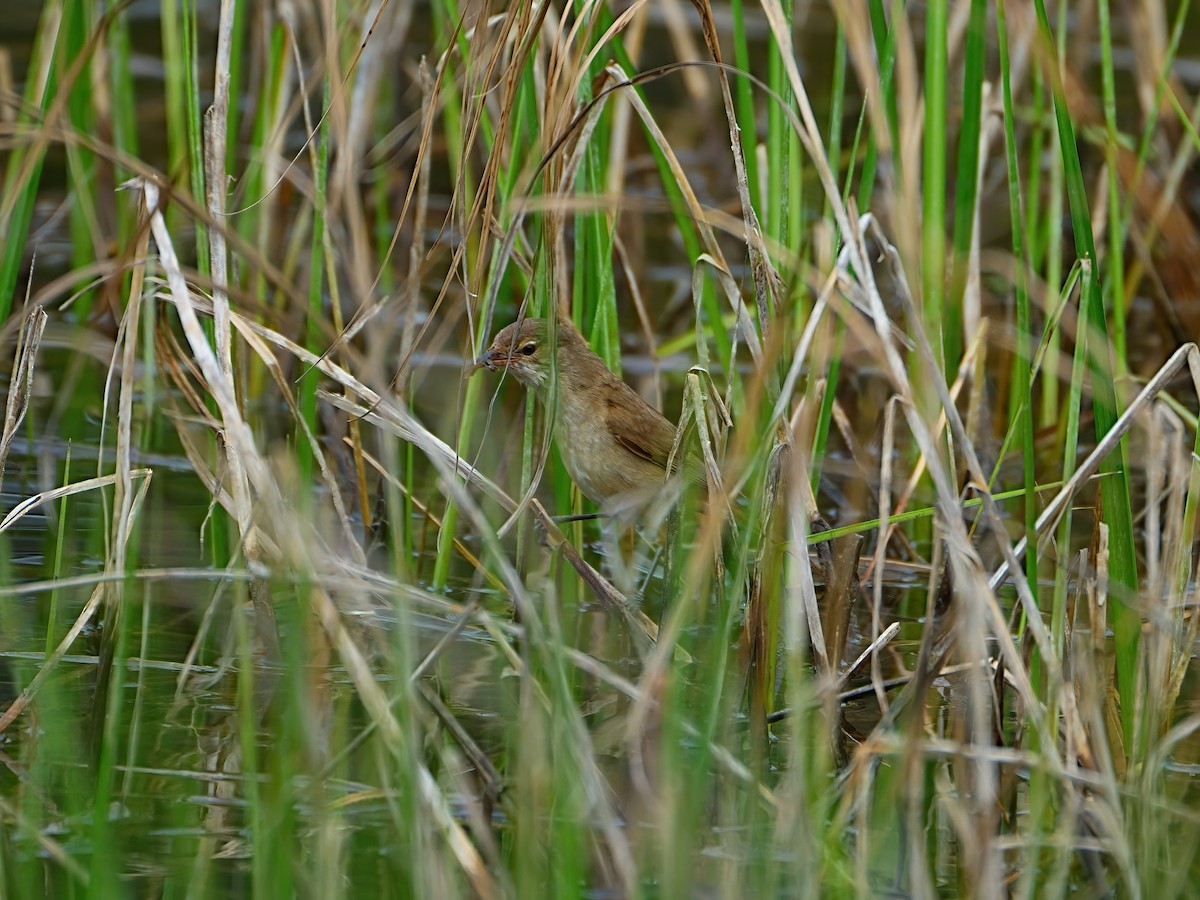 Australian Reed Warbler - ML647355194