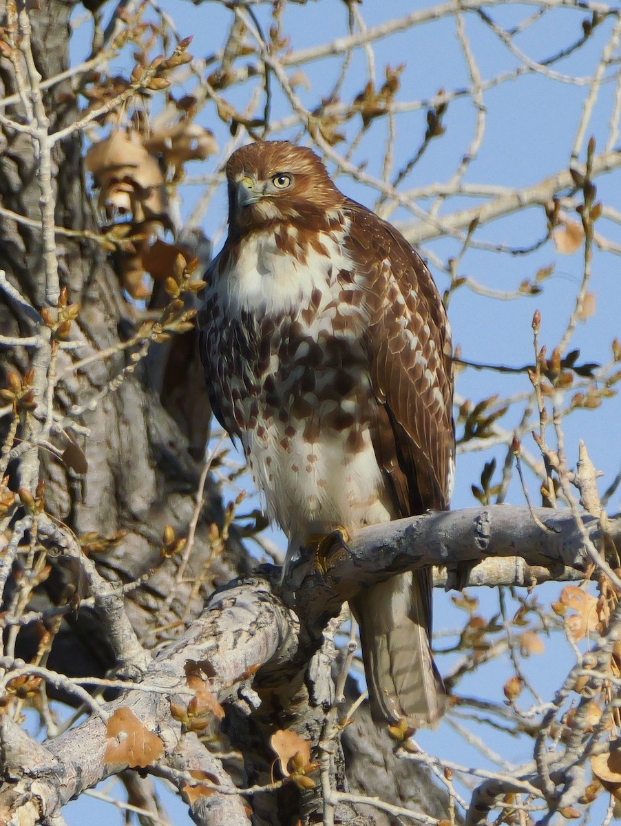 Red-tailed Hawk - ML647355220