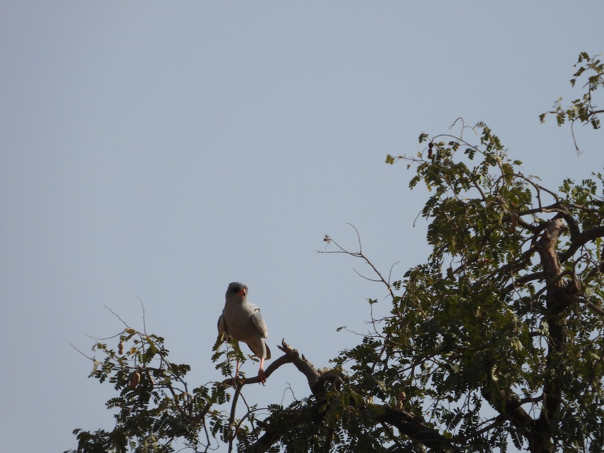 Тёмный певчий ястреб - ML647355228