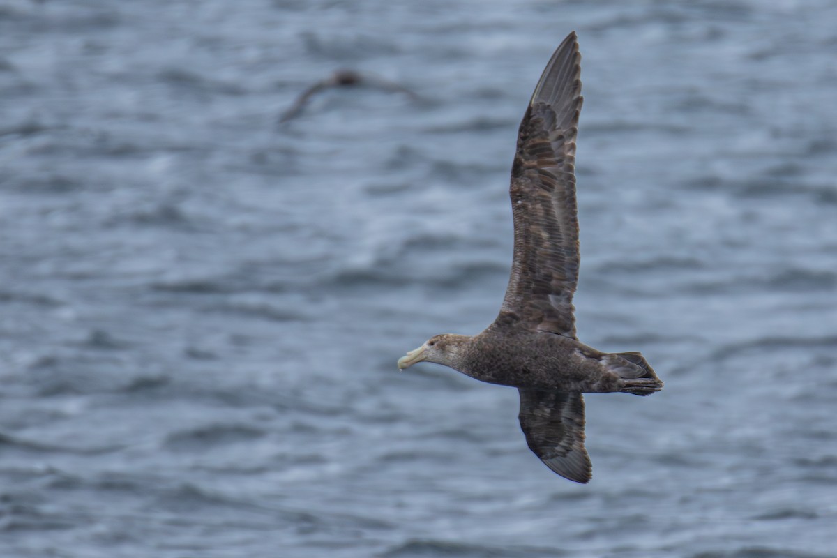 Southern Giant-Petrel - ML647355239