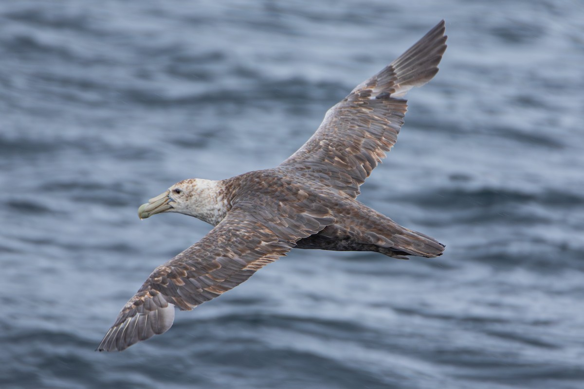 Southern Giant-Petrel - ML647355240