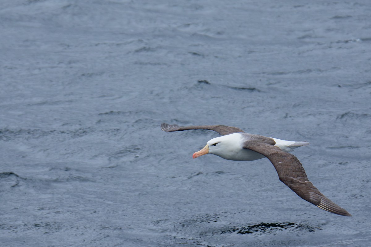 Black-browed Albatross - ML647355243
