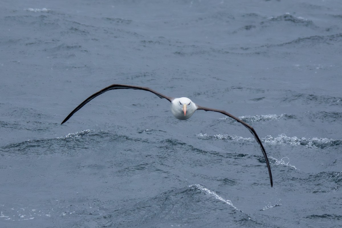 Black-browed Albatross - ML647355244