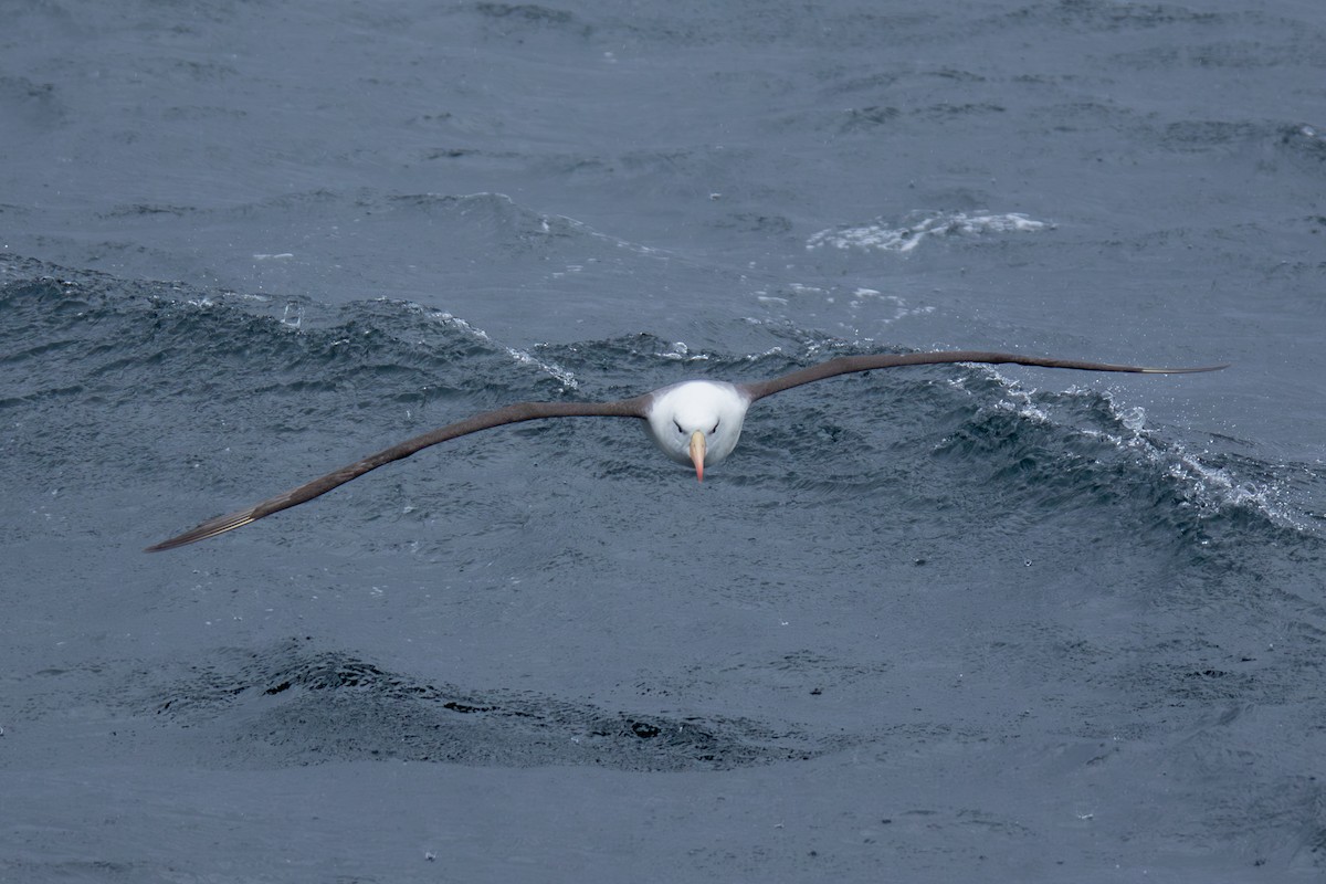 svartbrynalbatross - ML647355245