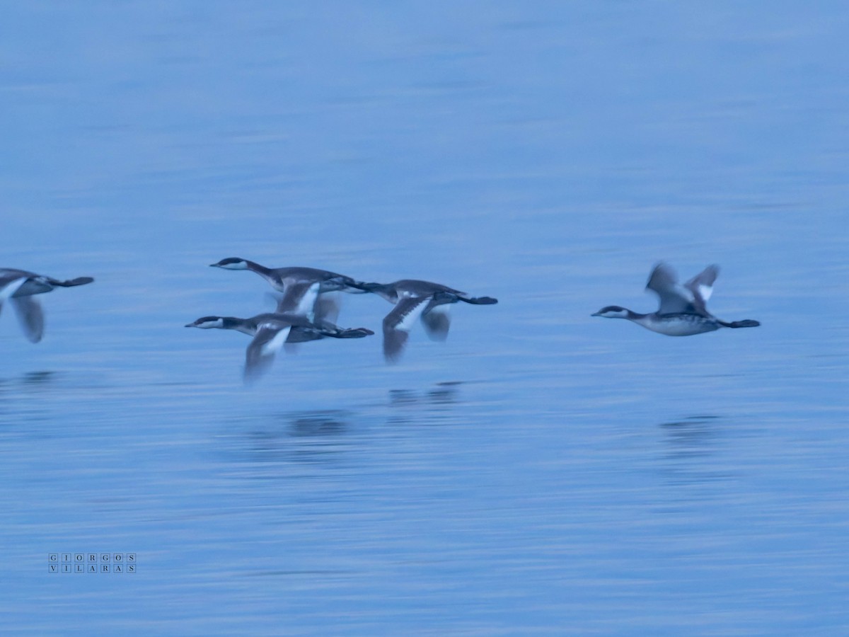 horndykker - ML647355246