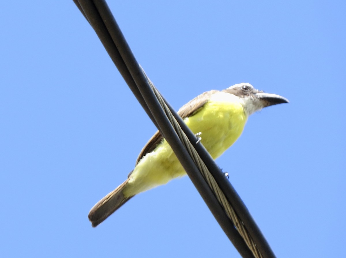 båtnebbtyrann - ML647355248