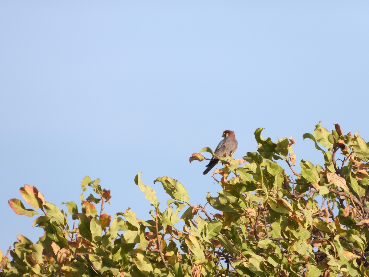 rødhodefalk - ML647355249