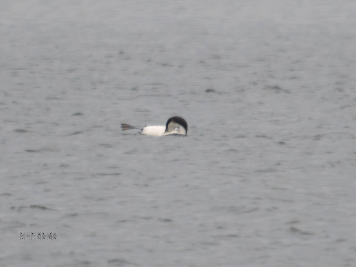 storlom - ML647355252