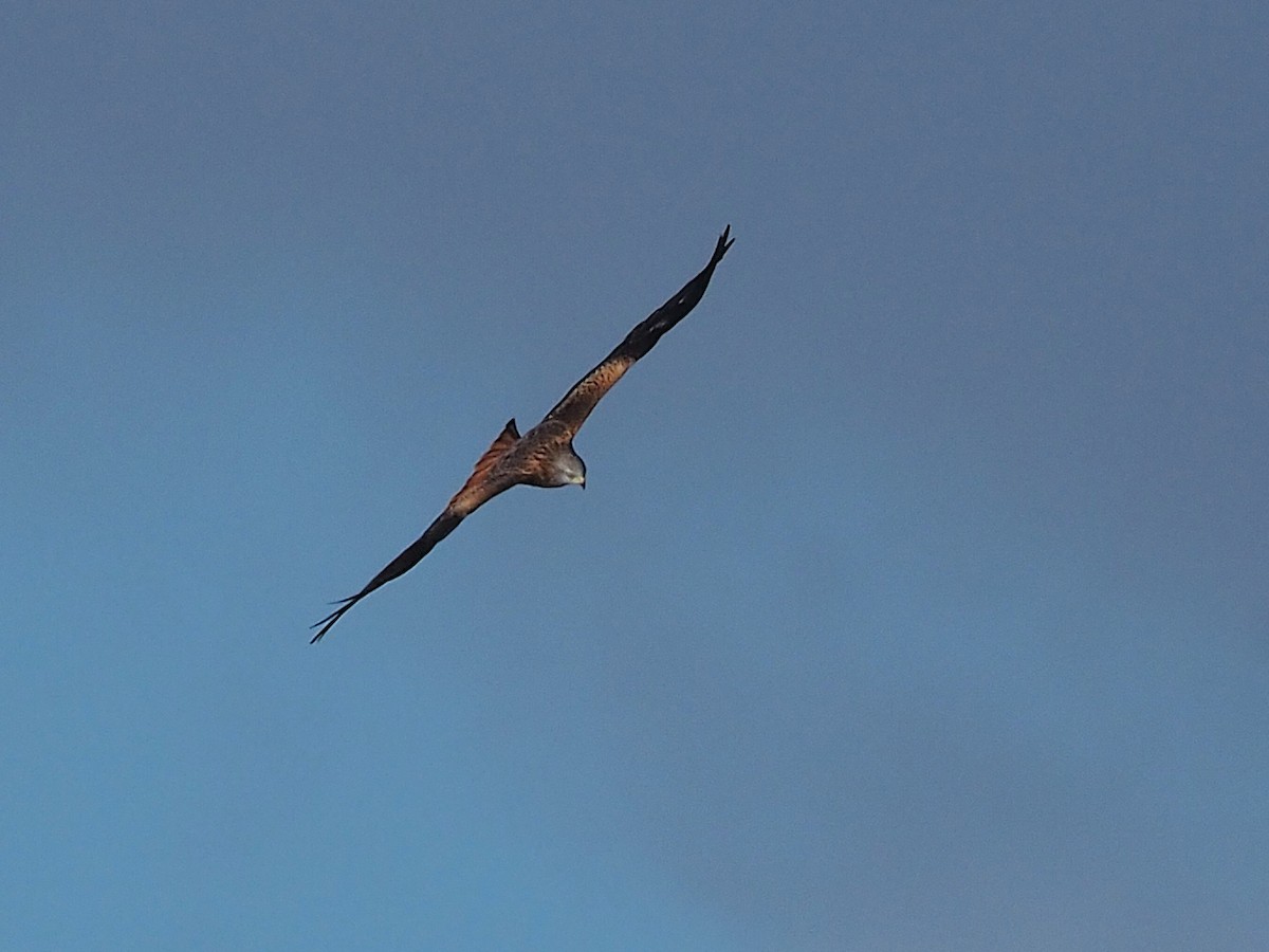 rødglente - ML647355254