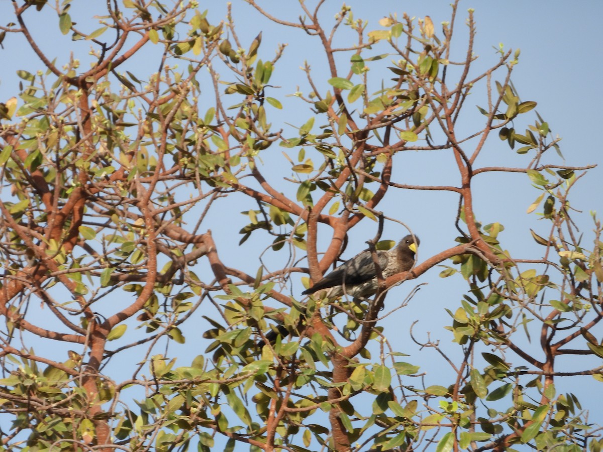 flekkturako - ML647355255