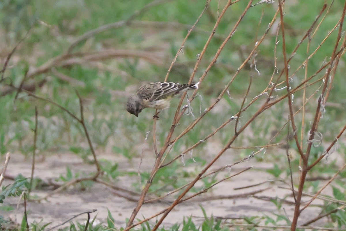 gulgumpirisk - ML647355257