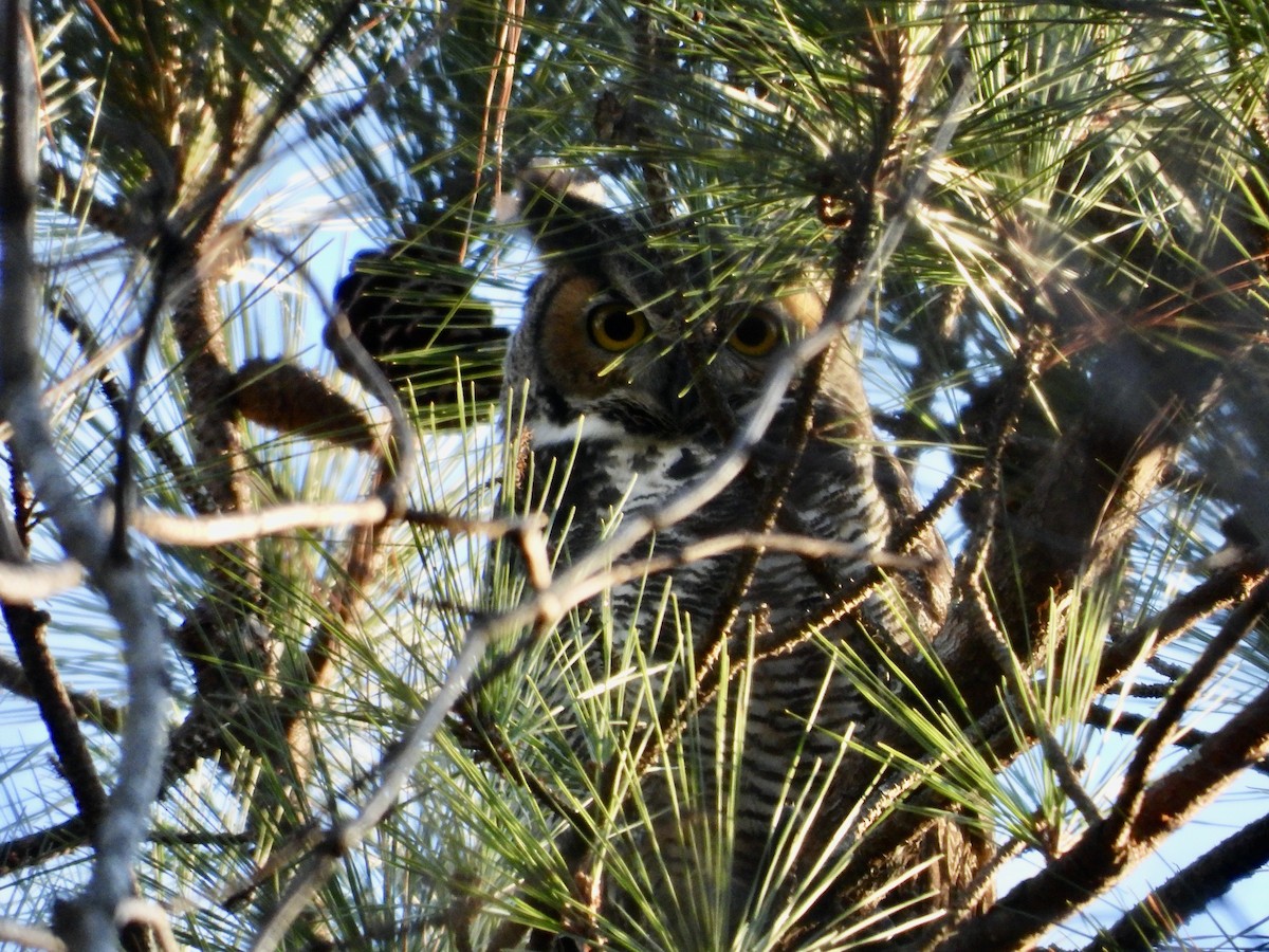 amerikahubro - ML647355259