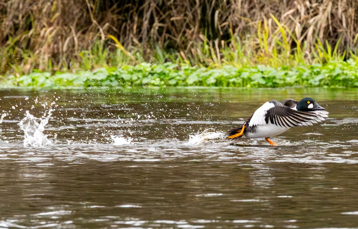 kvinand - ML647355260