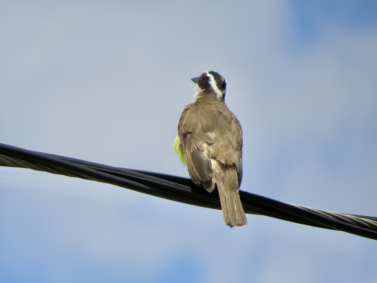 storkiskadi - ML647355261