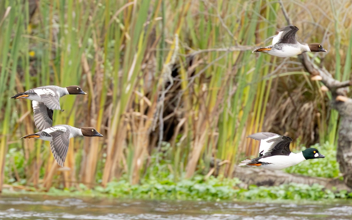 kvinand - ML647355269