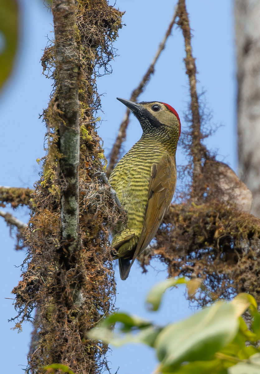 olivenspett (rubripileus) - ML647355270