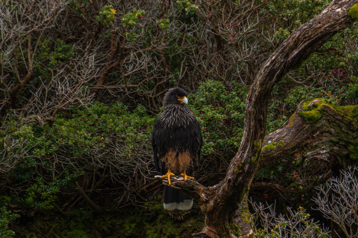 brungumpkarakara - ML647355271