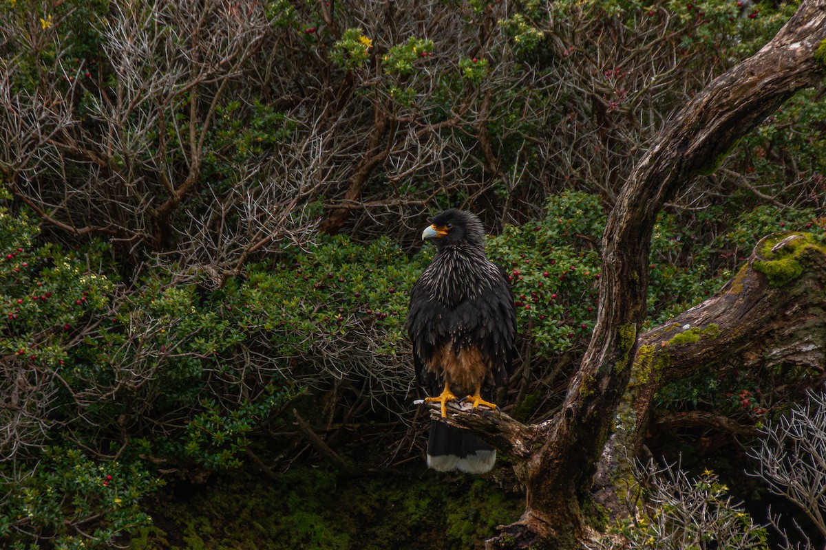 brungumpkarakara - ML647355272