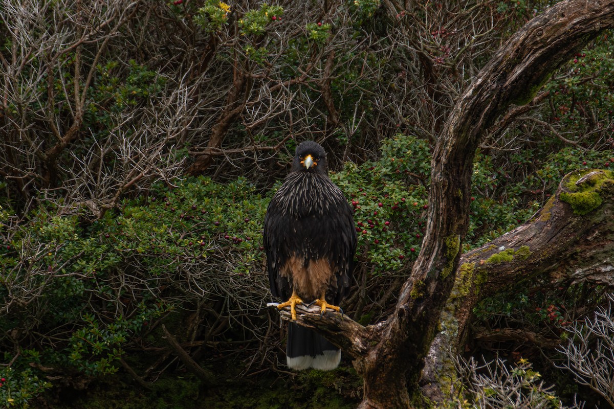 brungumpkarakara - ML647355273