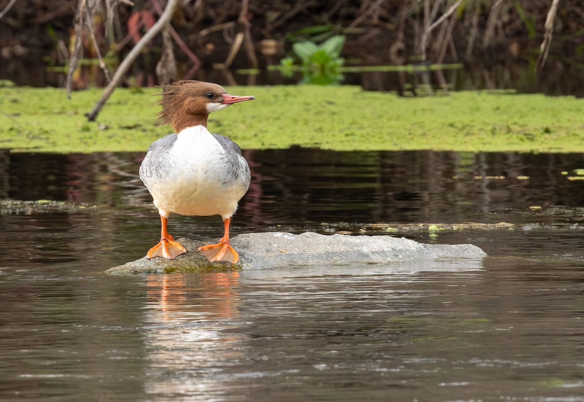 laksand - ML647355274