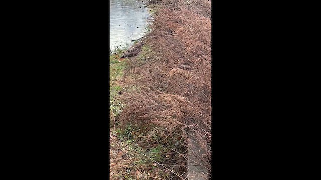 rødstjertvåk - ML647355275