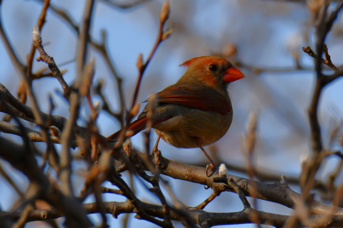 rødkardinal - ML647355276