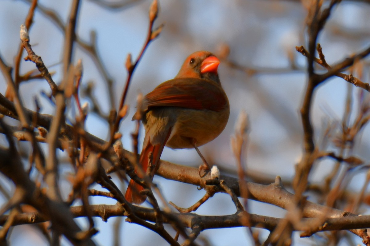 rødkardinal - ML647355277