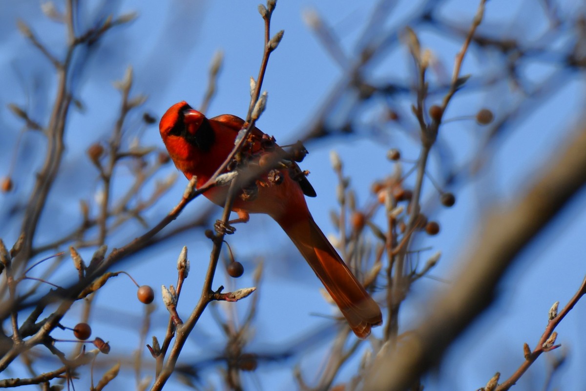 rødkardinal - ML647355278