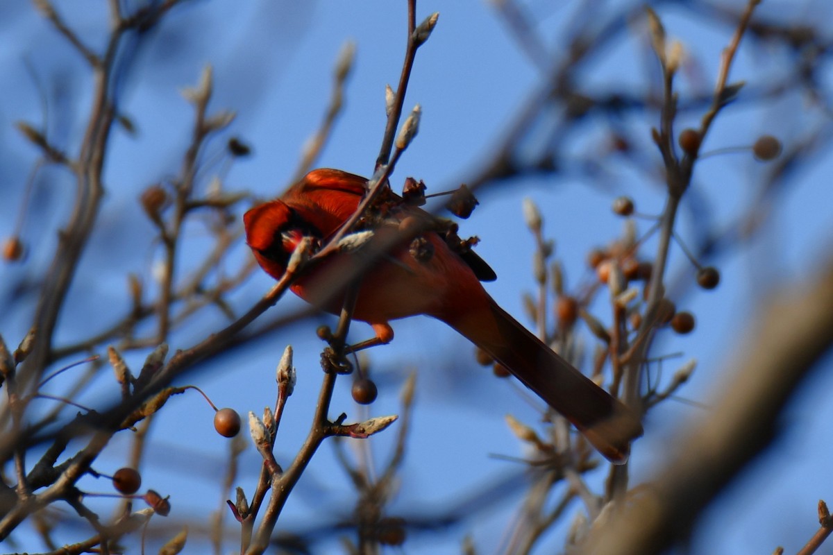 rødkardinal - ML647355279