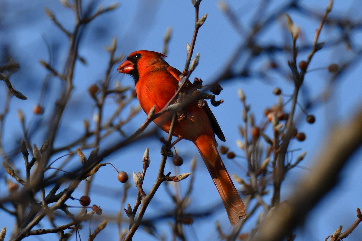 rødkardinal - ML647355280