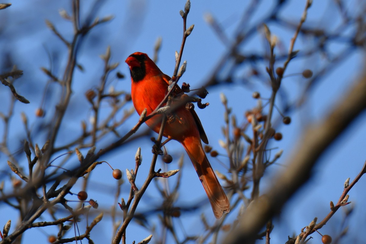 rødkardinal - ML647355281