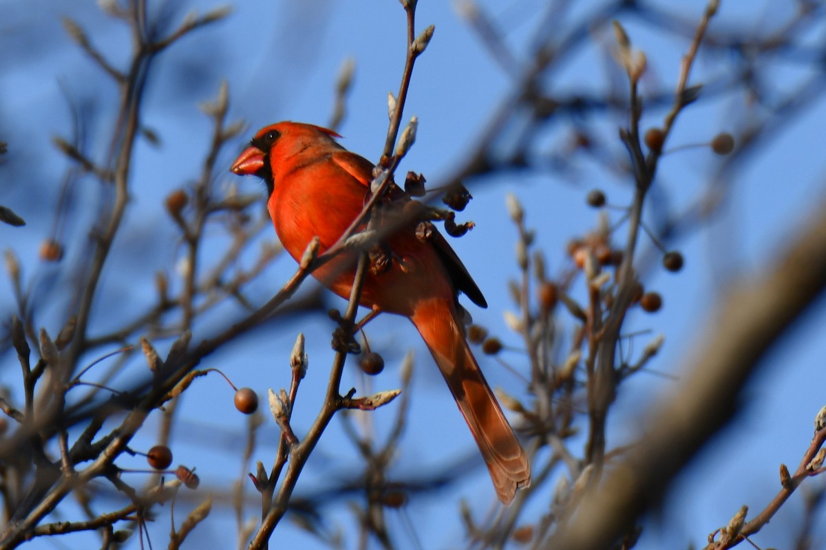 rødkardinal - ML647355282