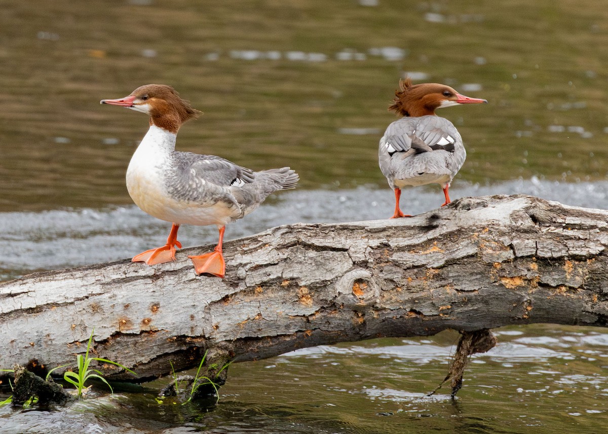 laksand - ML647355283