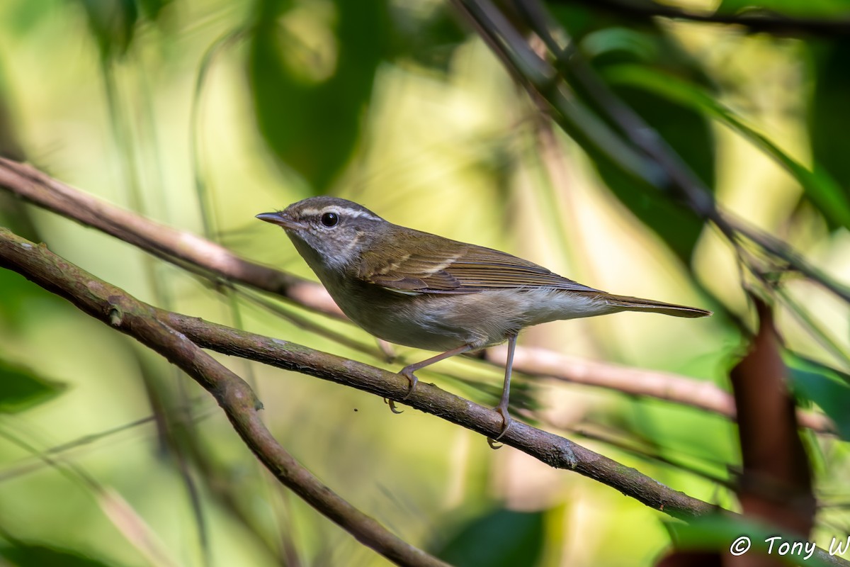 Sakhalin Leaf Warbler - ML647355294