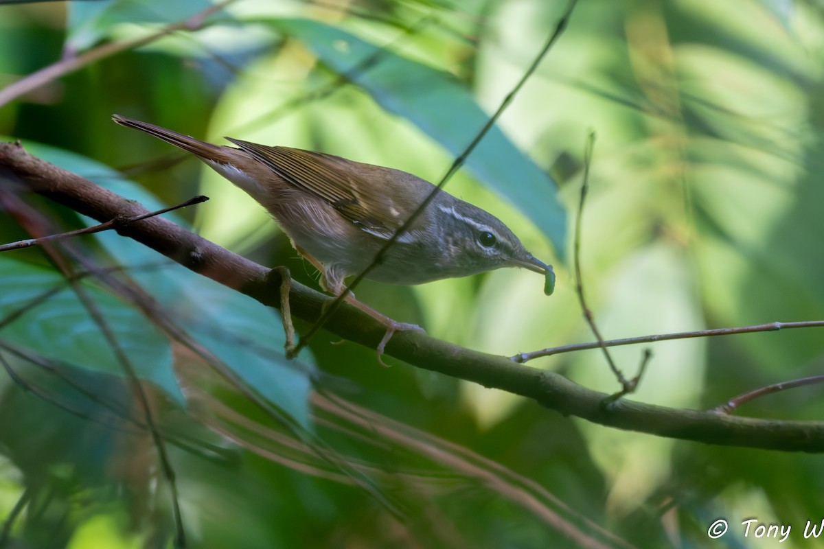 Sakhalin Leaf Warbler - ML647355295