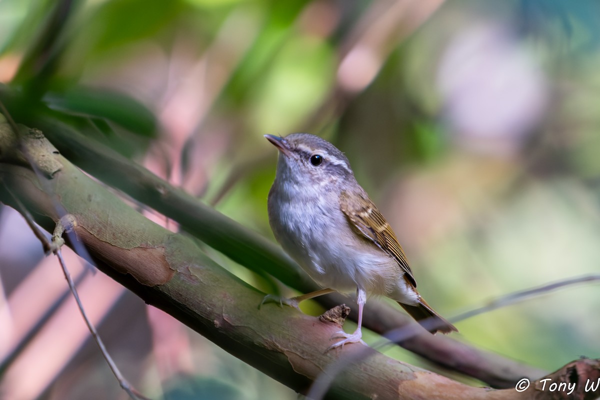 Sakhalin Leaf Warbler - ML647355296