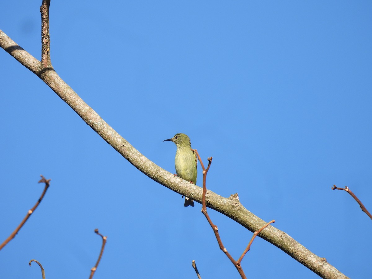 Red-legged Honeycreeper - ML647355299
