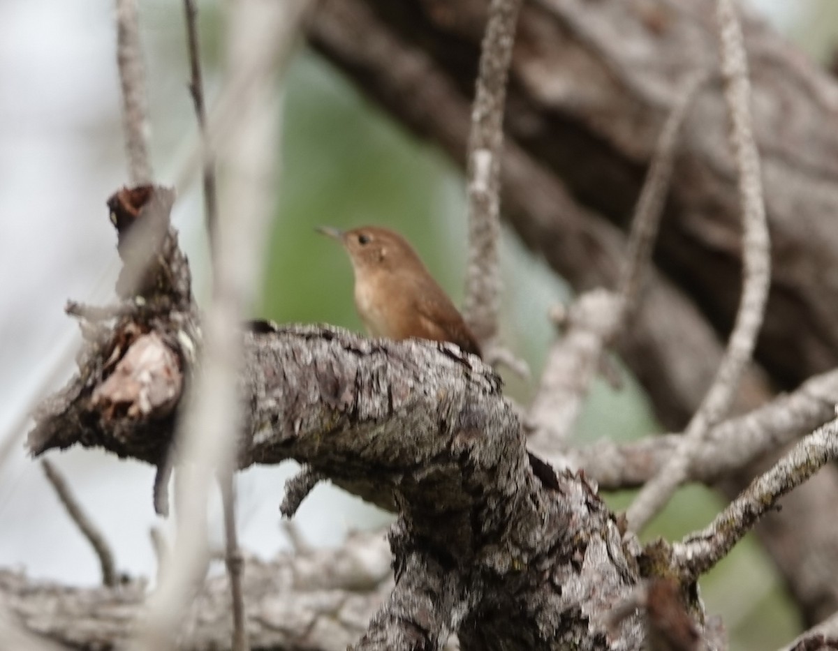 Southern House Wren - ML647355301