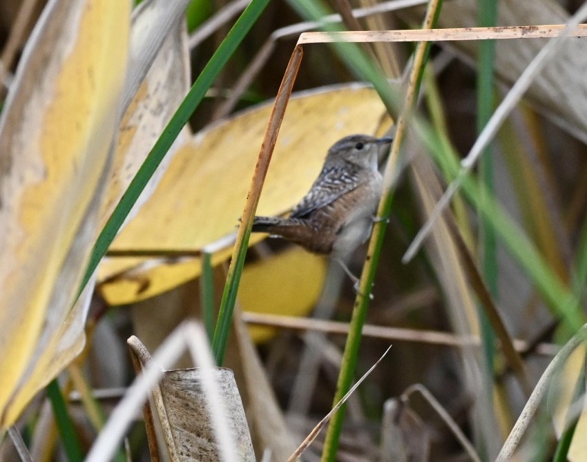 střízlík krátkozobý - ML647355332