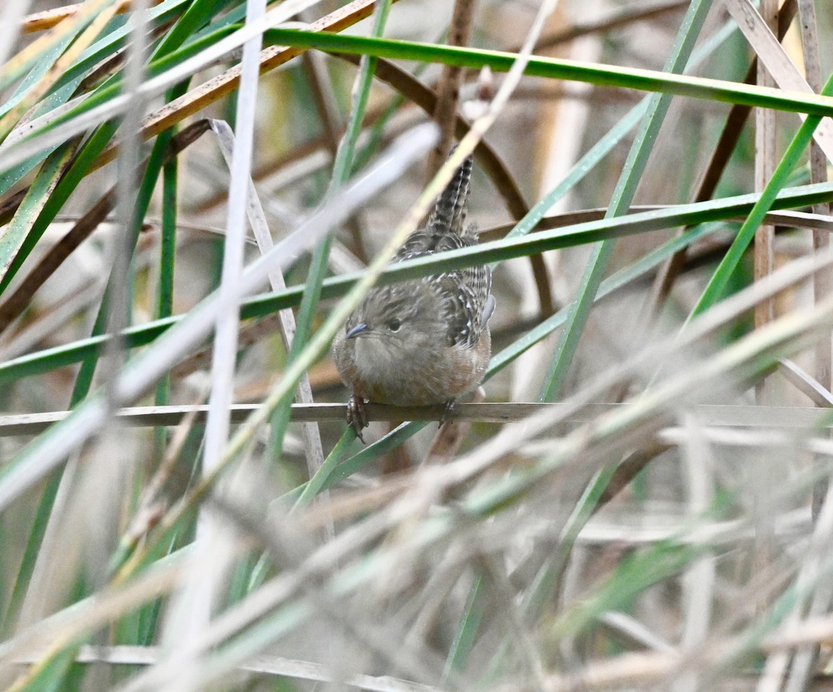 střízlík krátkozobý - ML647355333